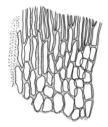 Warnstorfia fluitans, alar cells of branch leaf. Drawn from A.J. Fife 8652, CHR 460768.
 Image: R.C. Wagstaff © Landcare Research 2014 